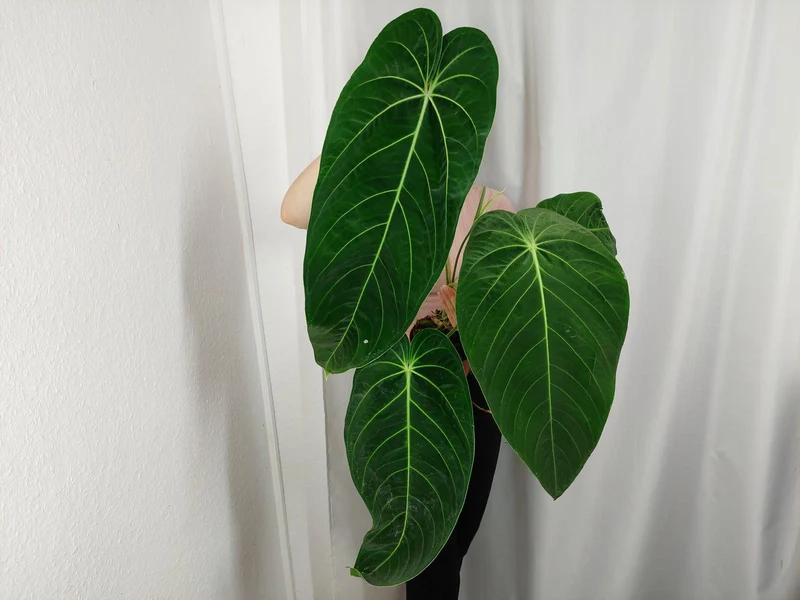 Anthurium Warocqueanum x Waterburyanum