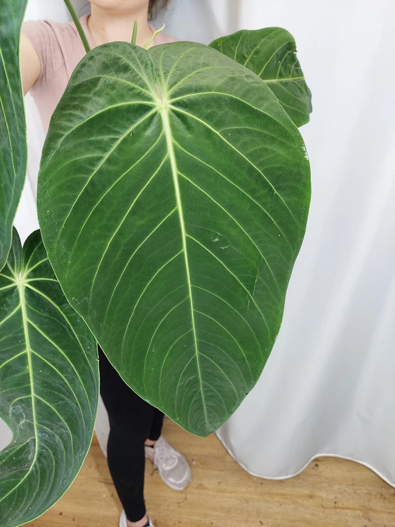 Anthurium Warocqueanum x Waterburyanum