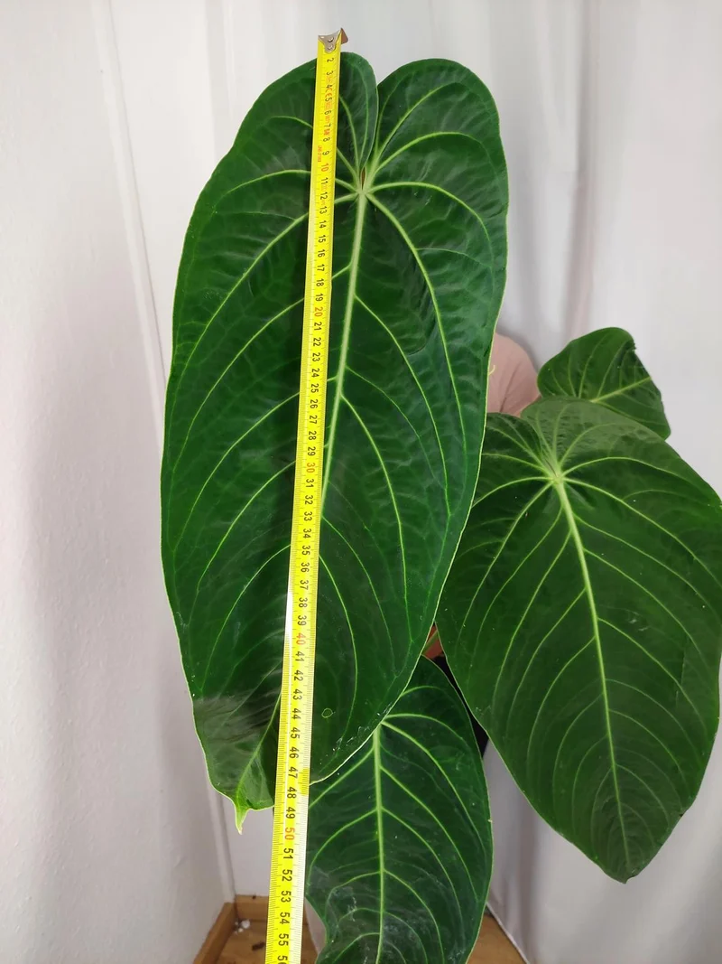 Anthurium Warocqueanum x Waterburyanum