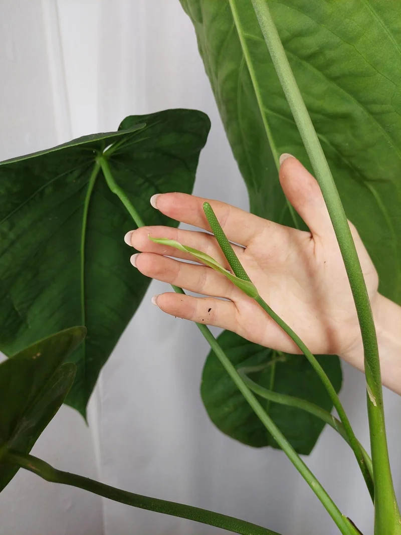 Anthurium Warocqueanum x Waterburyanum
