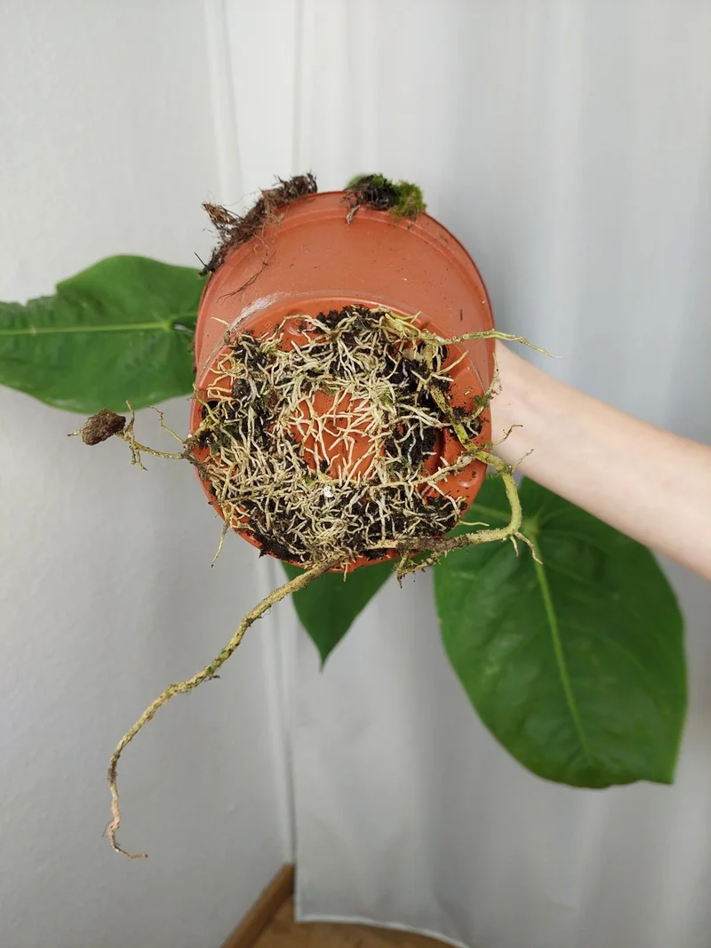 Anthurium Warocqueanum x Waterburyanum