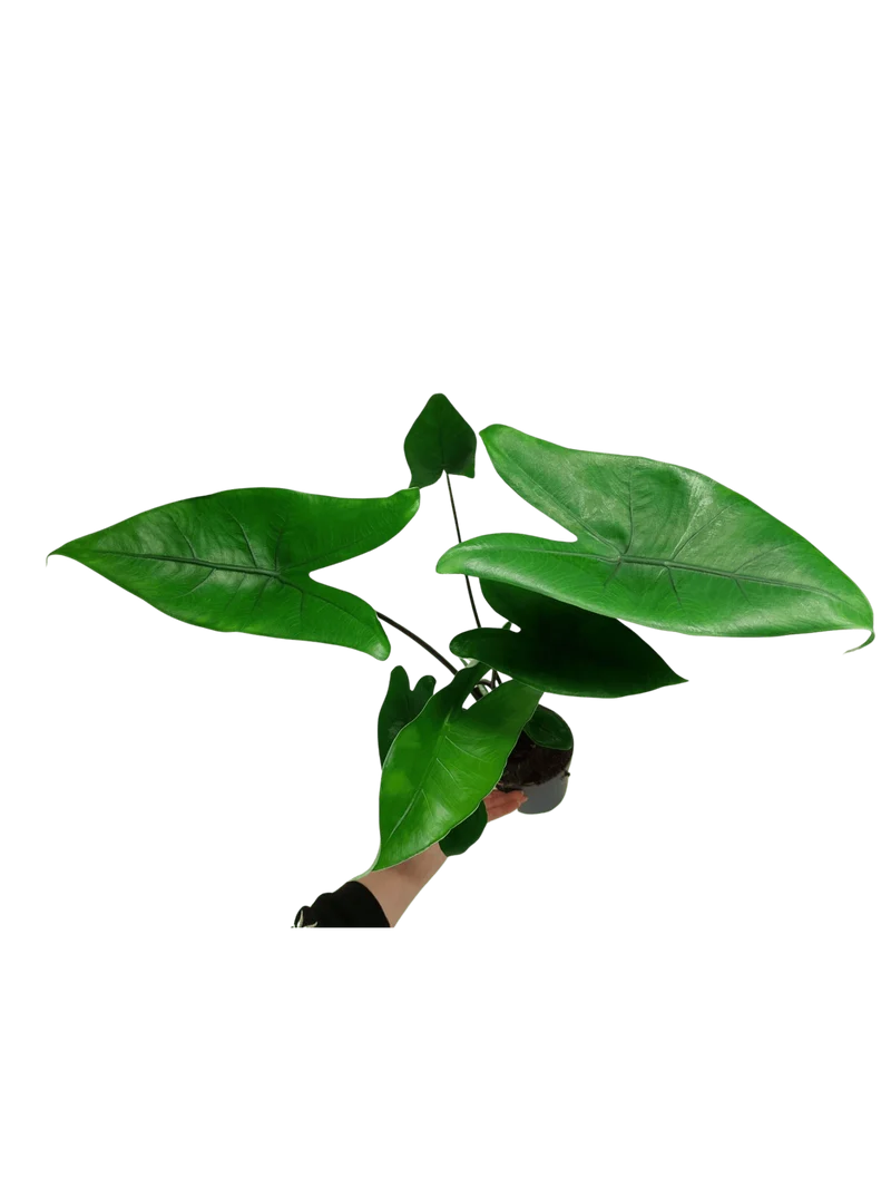 Alocasia Zebrina Black Stem