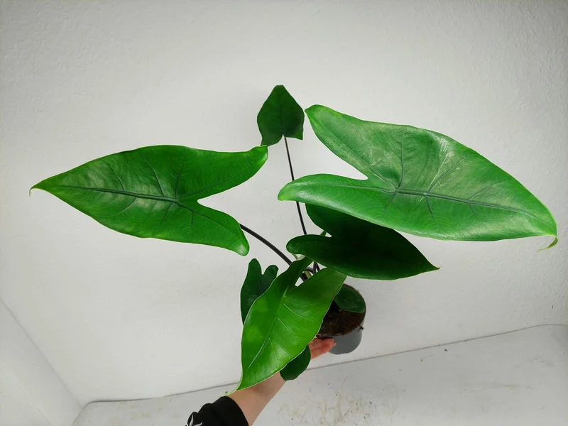 Alocasia Zebrina Black Stem