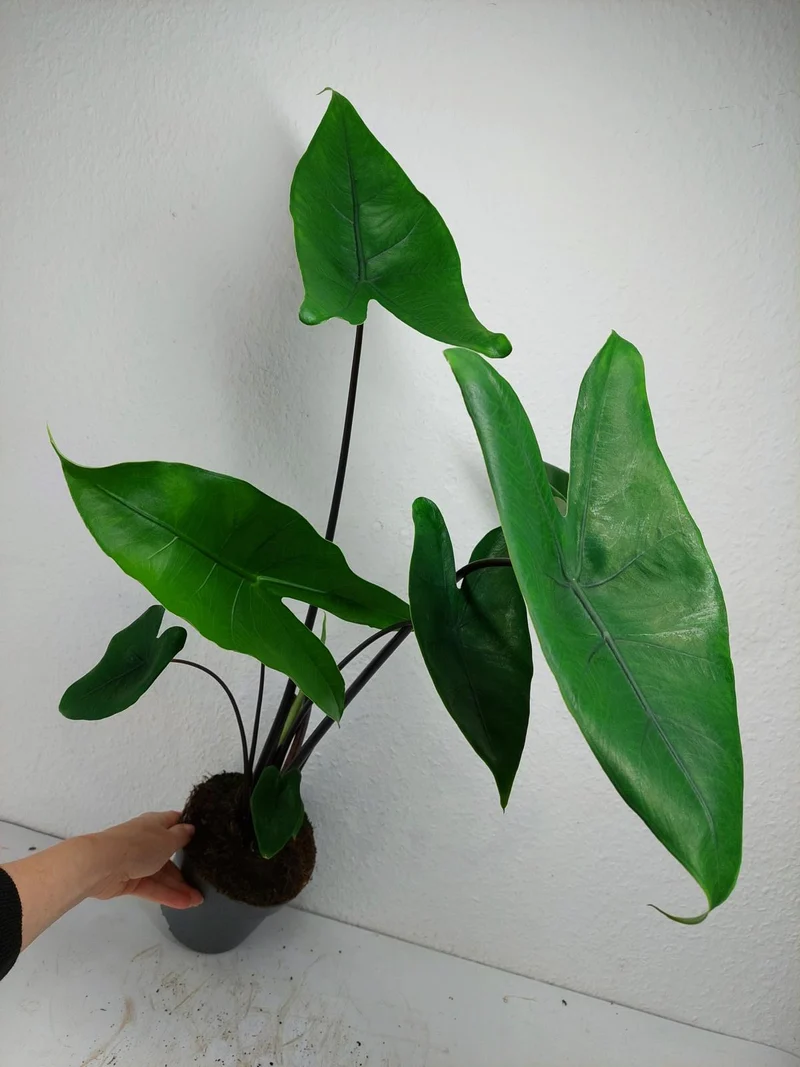 Alocasia Zebrina Black Stem