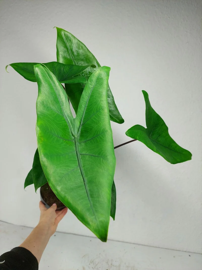 Alocasia Zebrina Black Stem