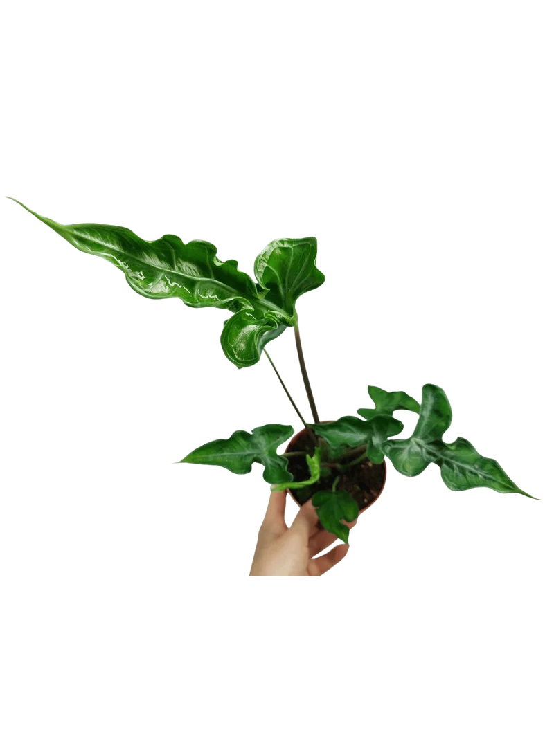 Alocasia Teletubbies