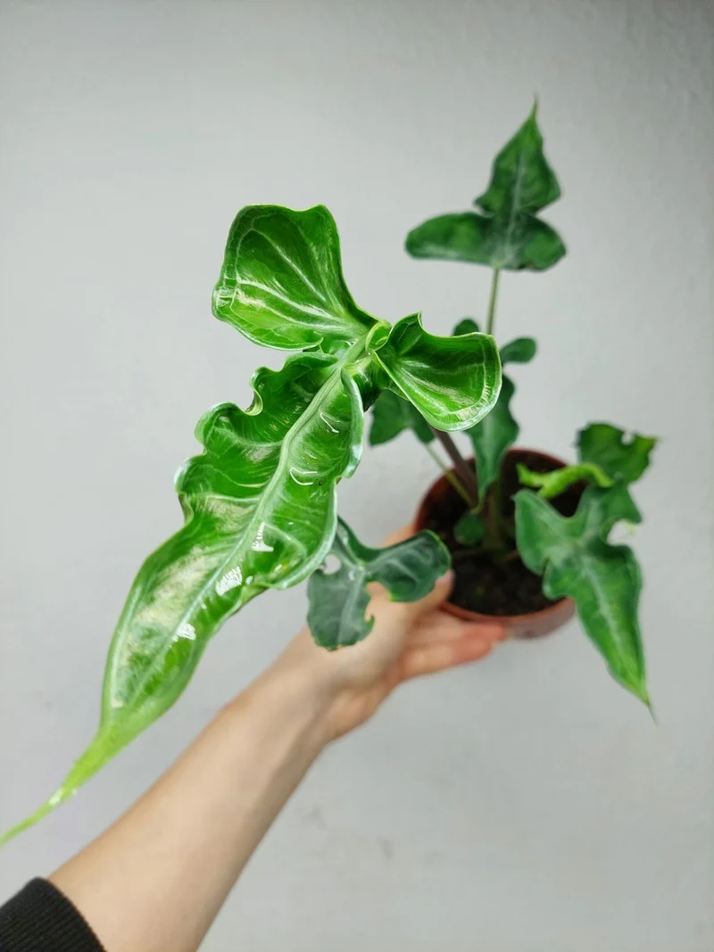 Alocasia Teletubbies