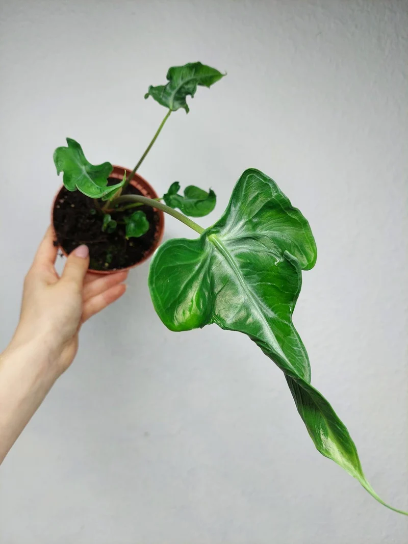 Alocasia Teletubbies