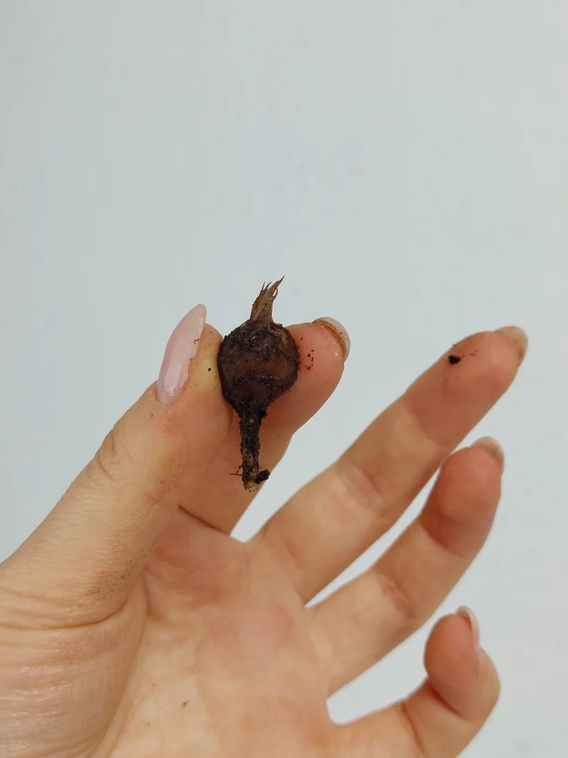 Alocasia Melo (Rhizom / Bulbe)
