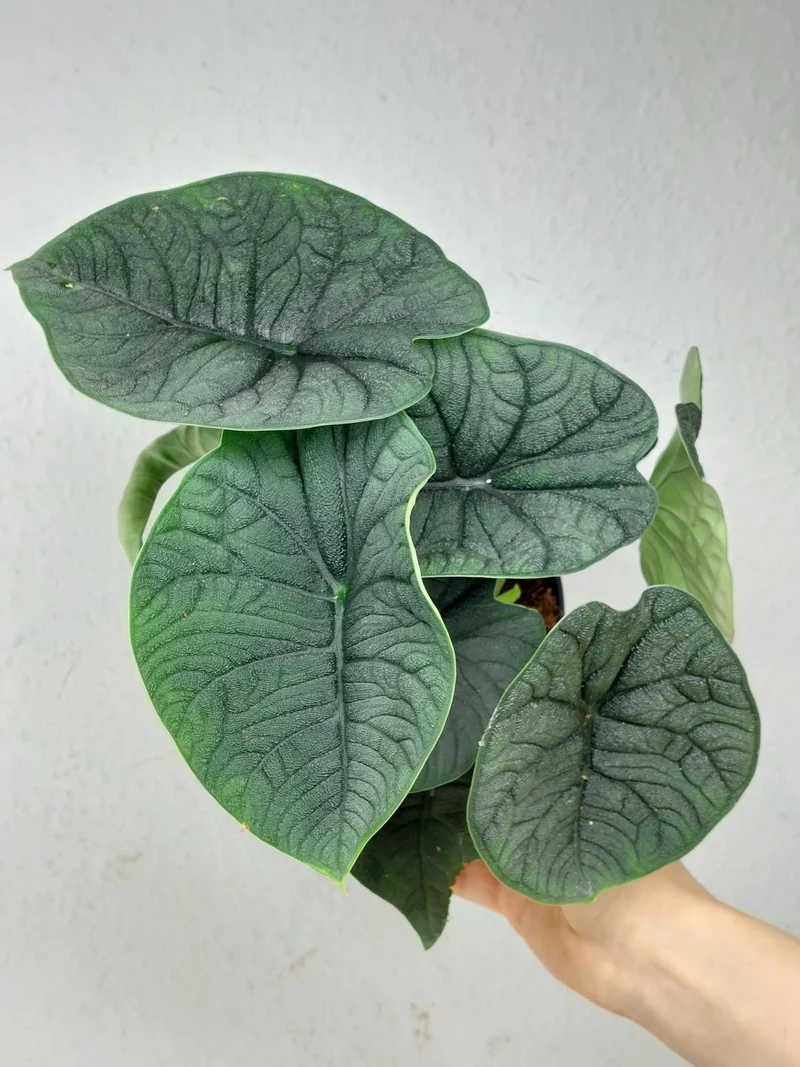 Alocasia Melo (Rhizom / Bulbe)