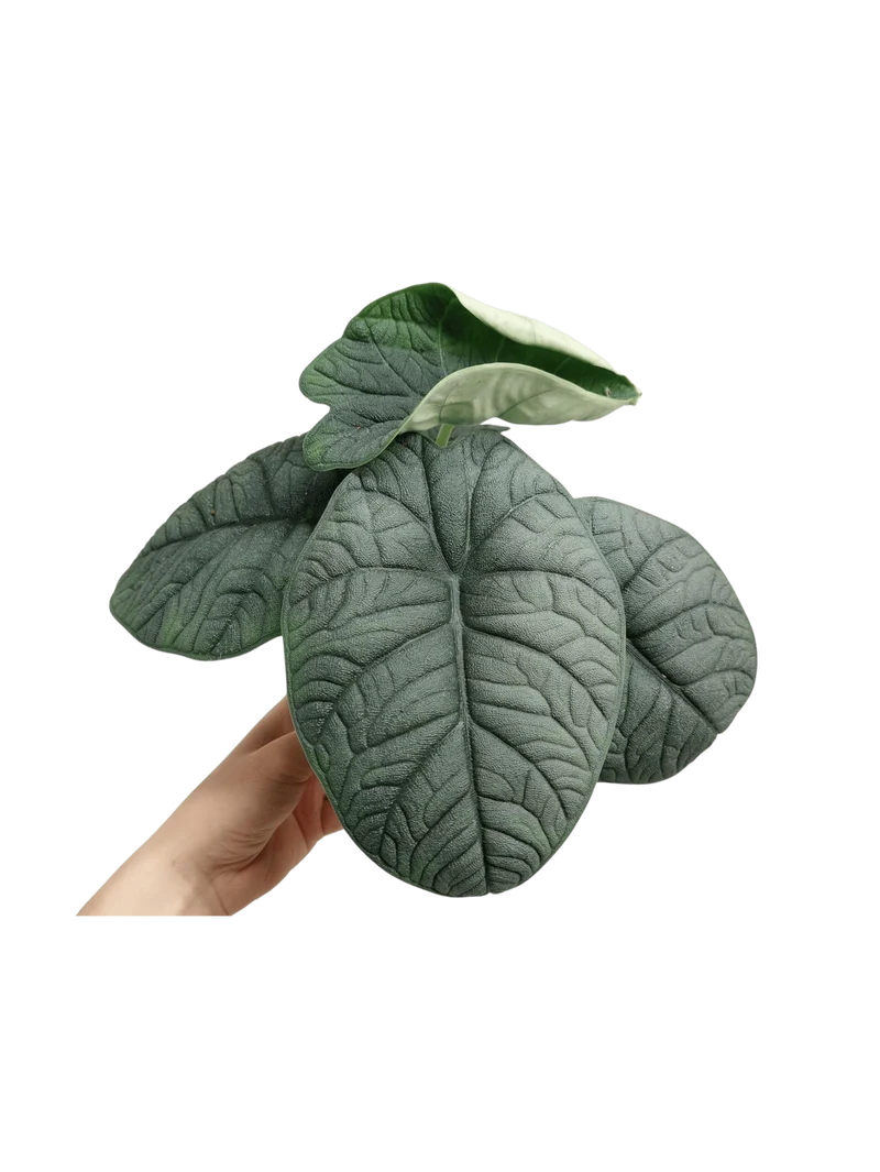 Alocasia Melo