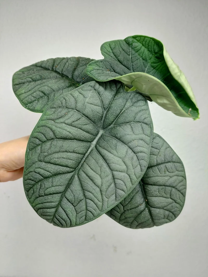 Alocasia Melo