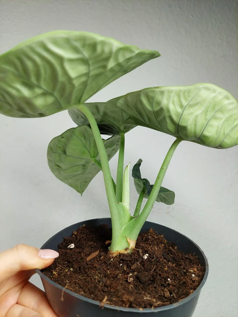 Alocasia Melo