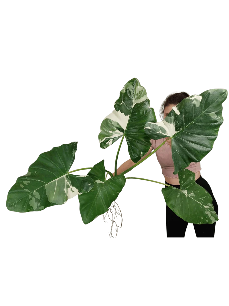Alocasia Macrorrhiza Variegata groß