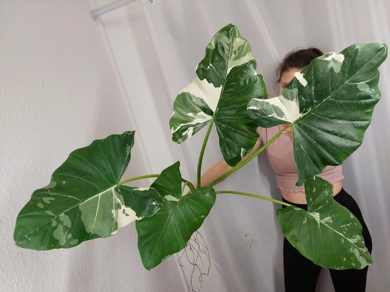 Alocasia Macrorrhiza Variegata groß