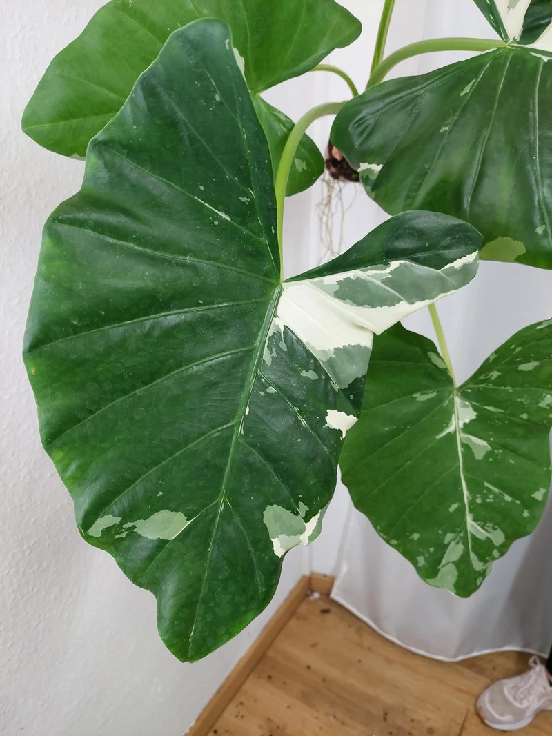Alocasia Macrorrhiza Variegata groß