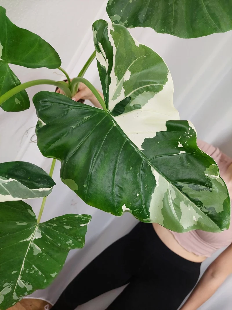 Alocasia Macrorrhiza Variegata groß
