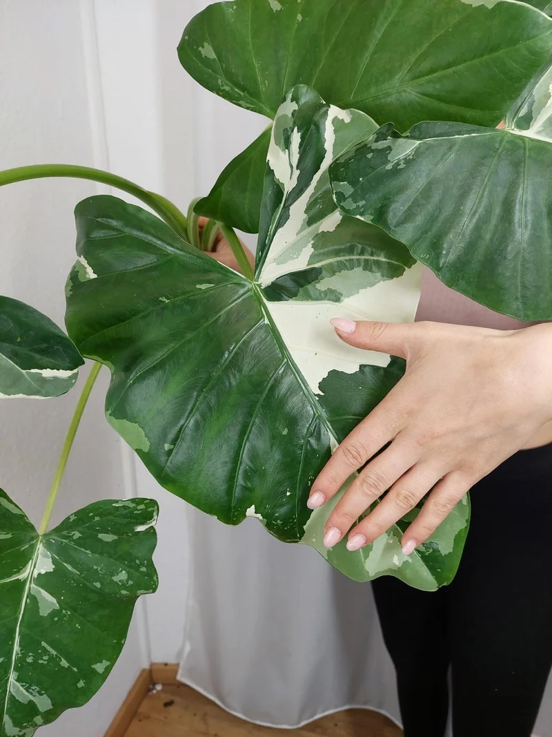 Alocasia Macrorrhiza Variegata groß