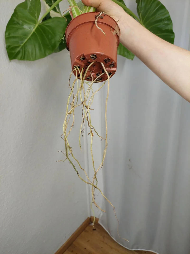 Alocasia Macrorrhiza Variegata groß