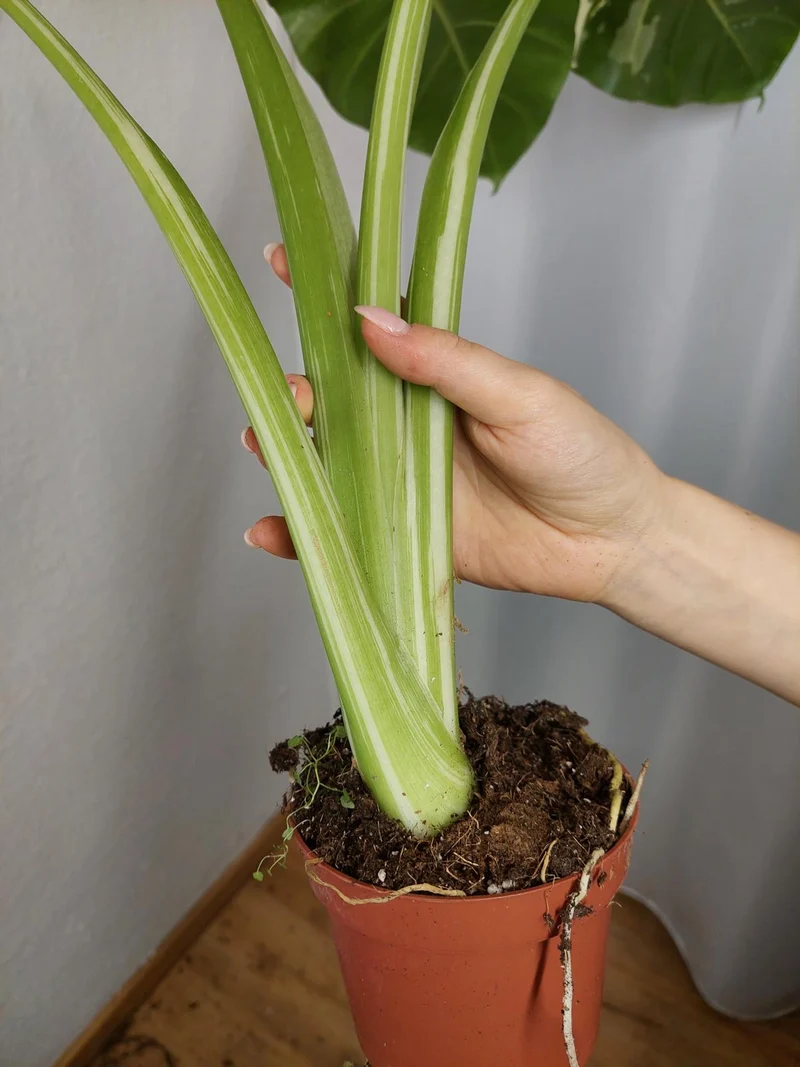 Alocasia Macrorrhiza Variegata groß