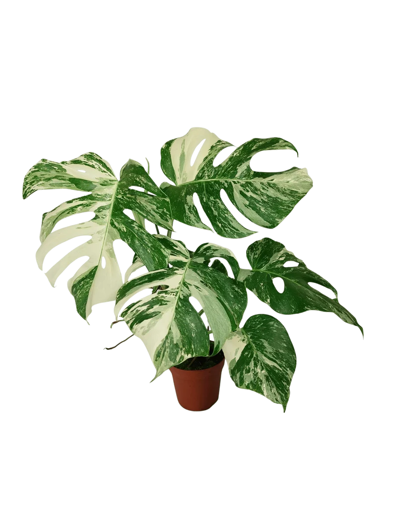 Monstera Variegata