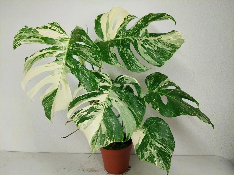 Monstera Variegata