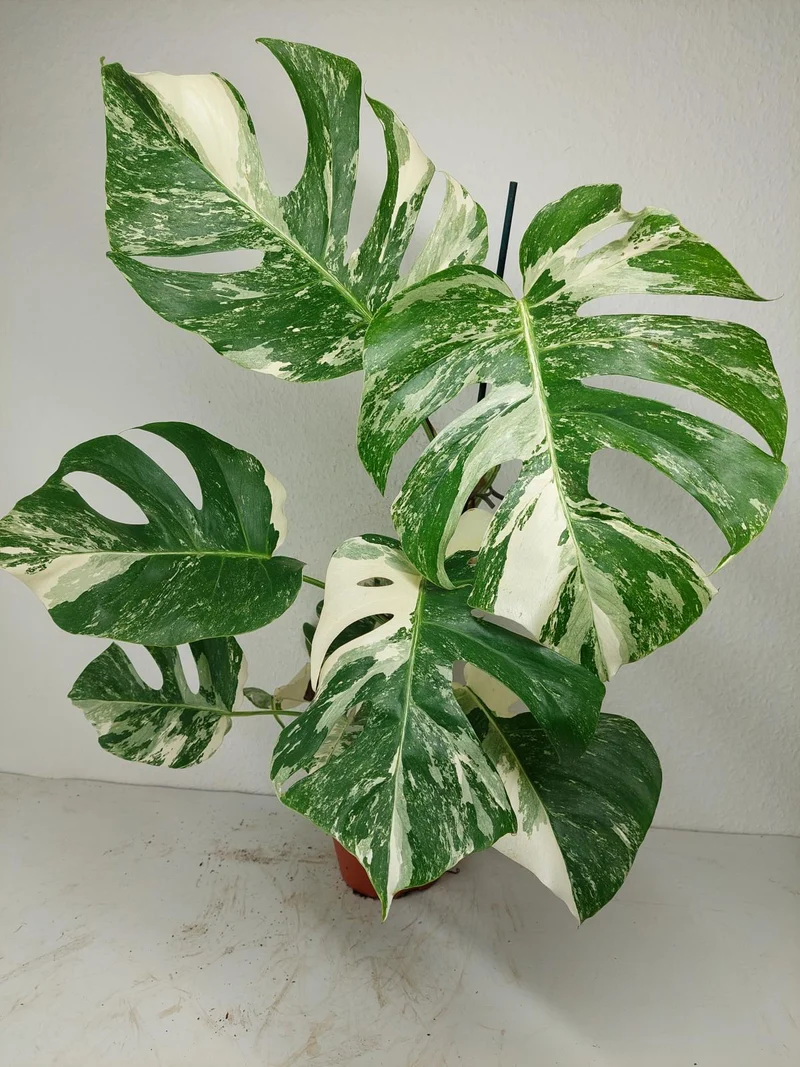 Monstera Variegata