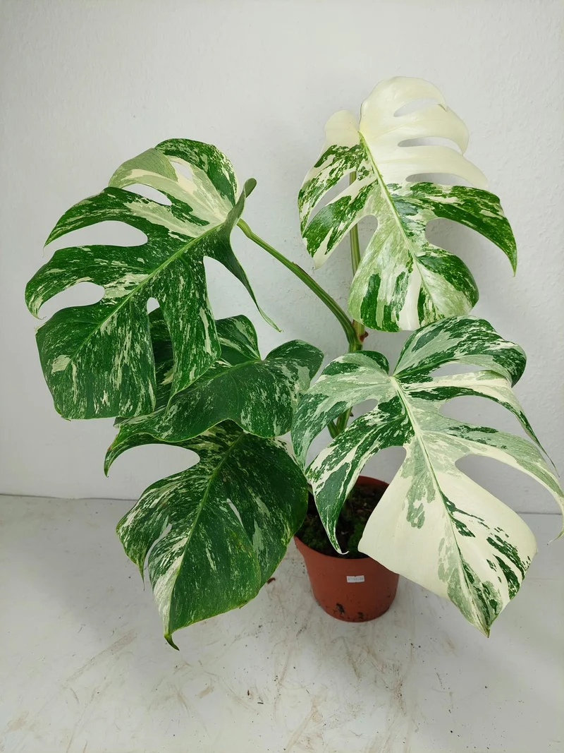 Monstera Variegata