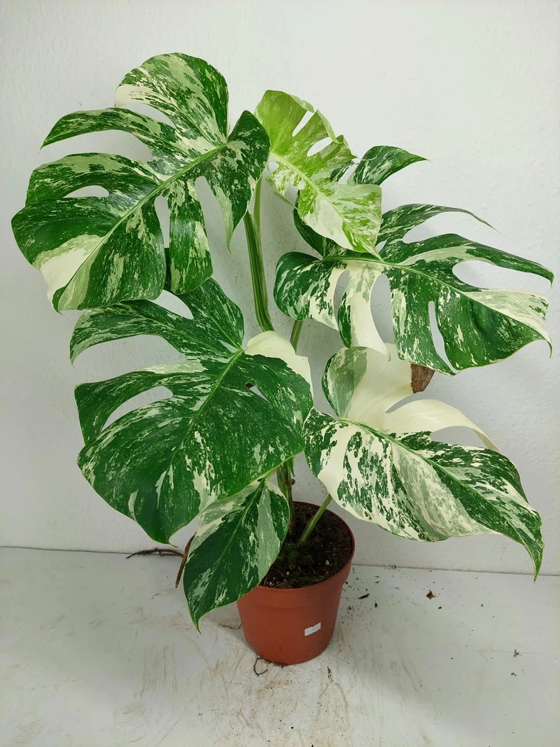 Monstera Variegata