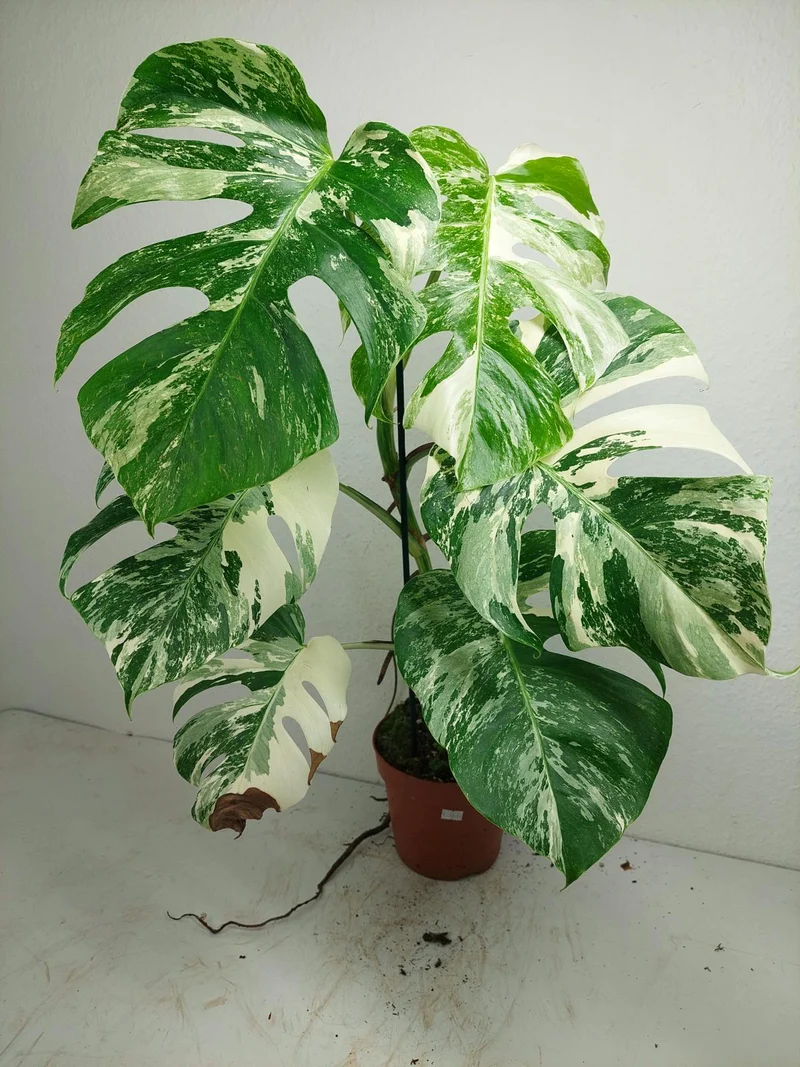 Monstera Variegata