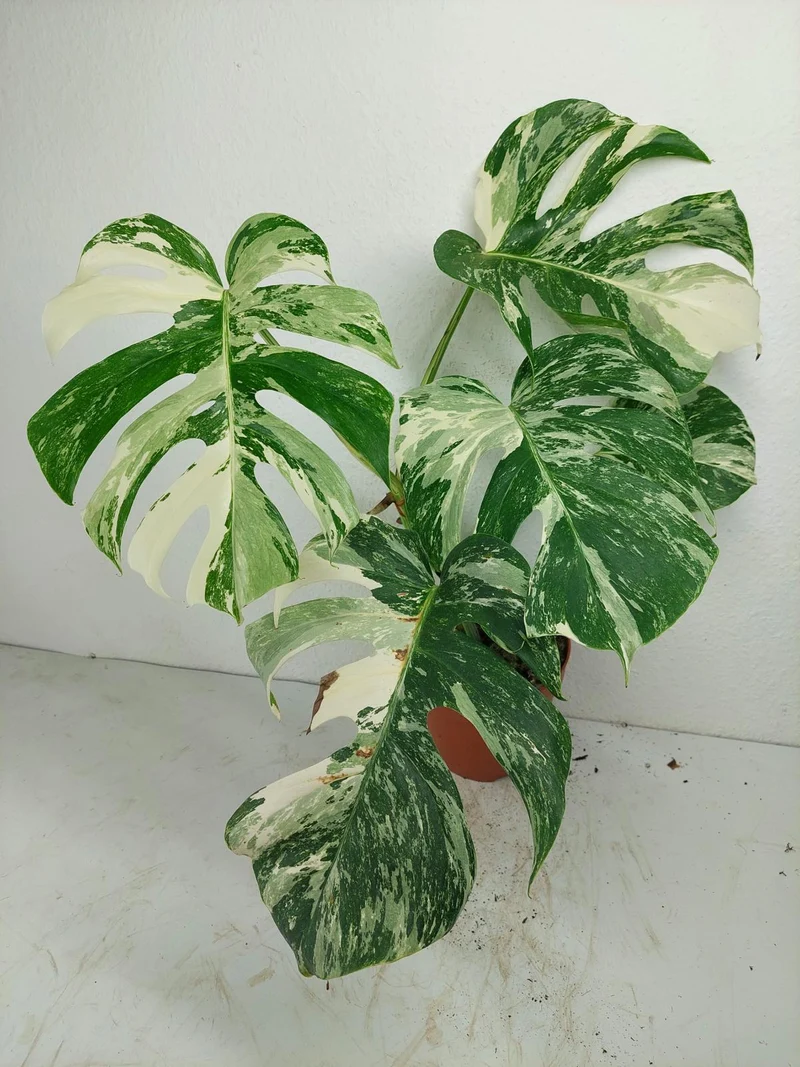 Monstera Variegata