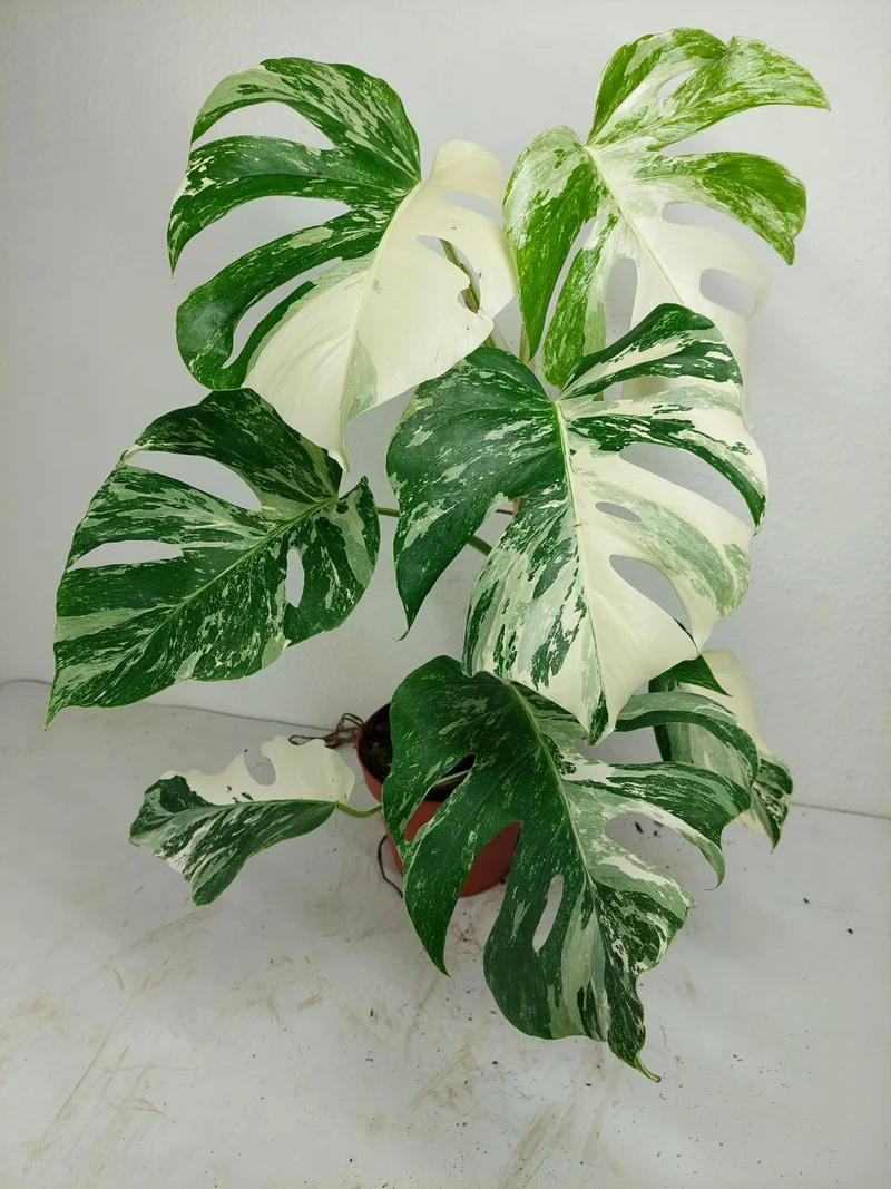 Monstera Variegata