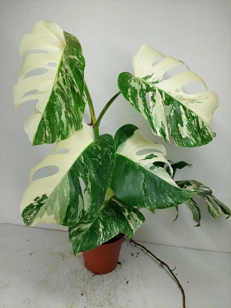 Monstera Variegata