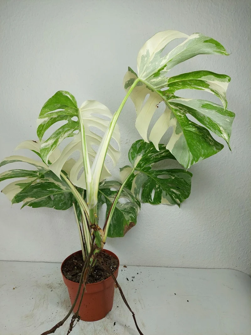 Monstera Variegata