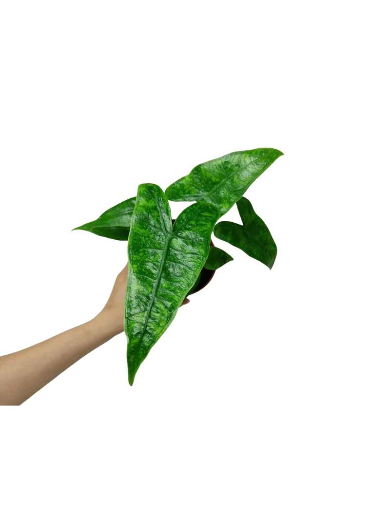 Alocasia Zebrina Reticulata