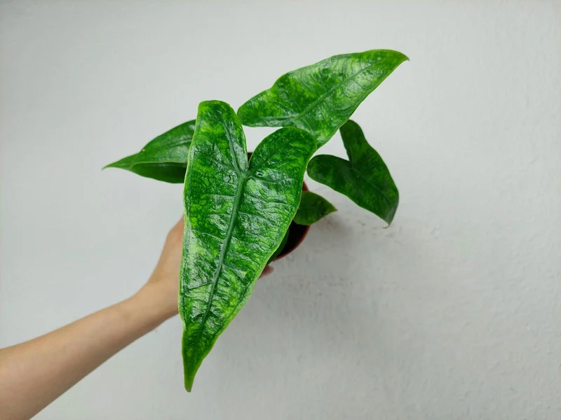 Alocasia Zebrina Reticulata