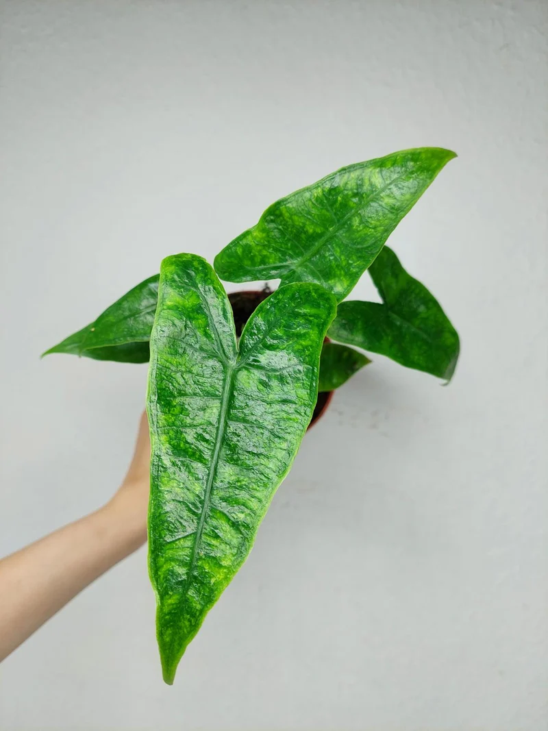 Alocasia Zebrina Reticulata