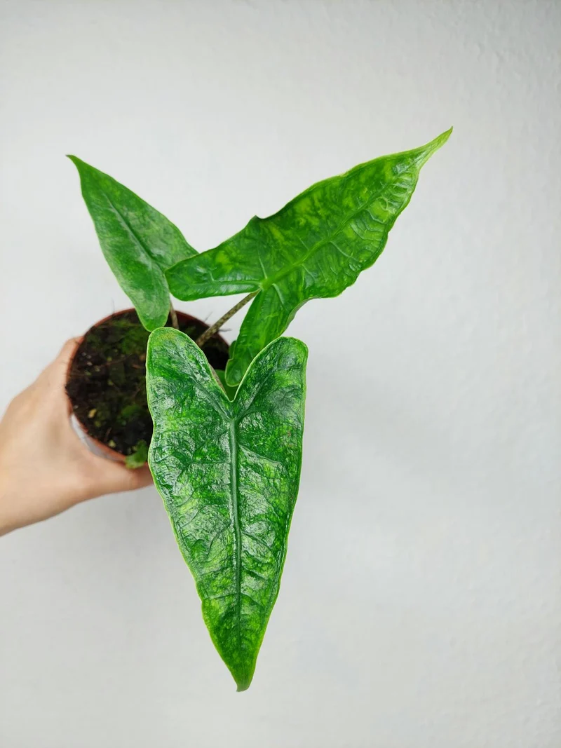 Alocasia Zebrina Reticulata