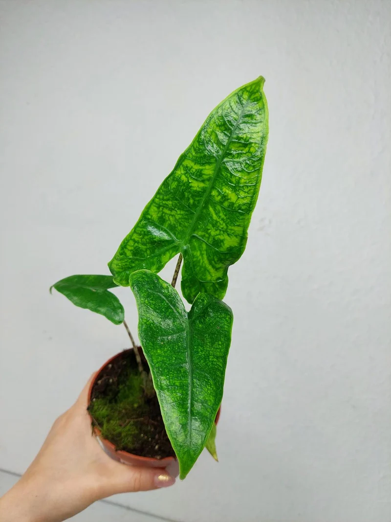 Alocasia Zebrina Reticulata
