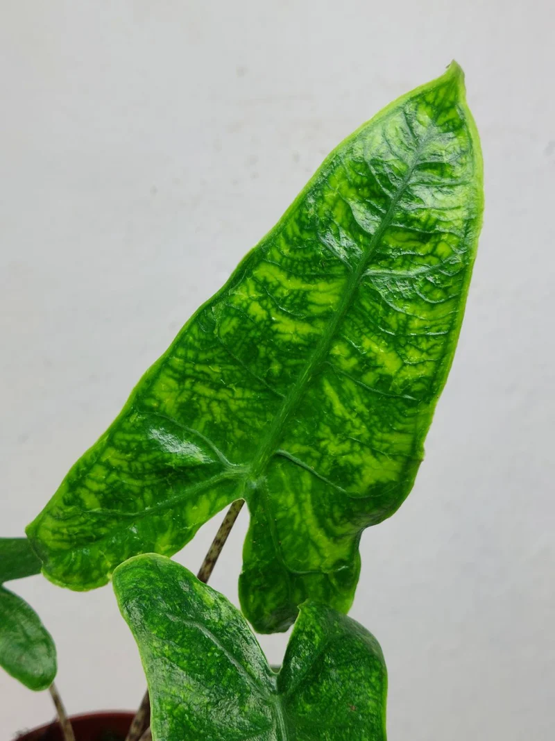 Alocasia Zebrina Reticulata