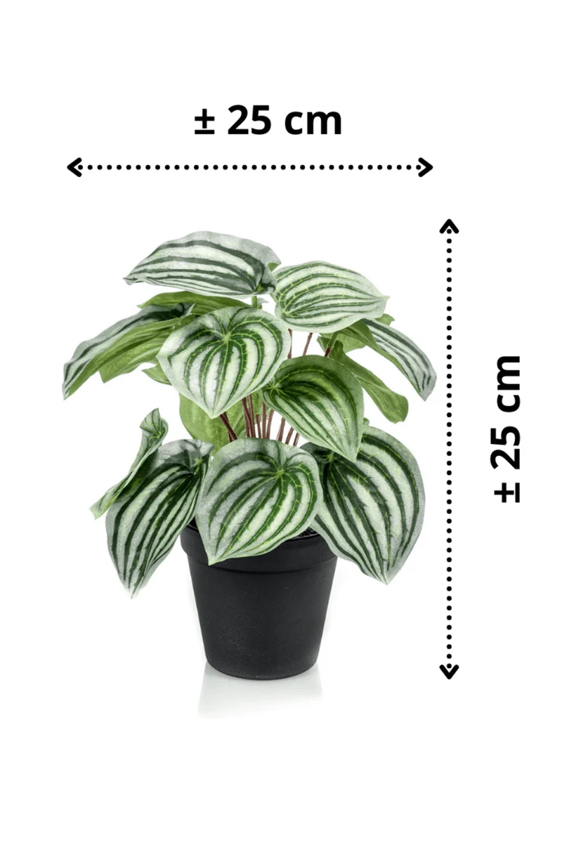 Peperomia Kunstpflanze 25cm