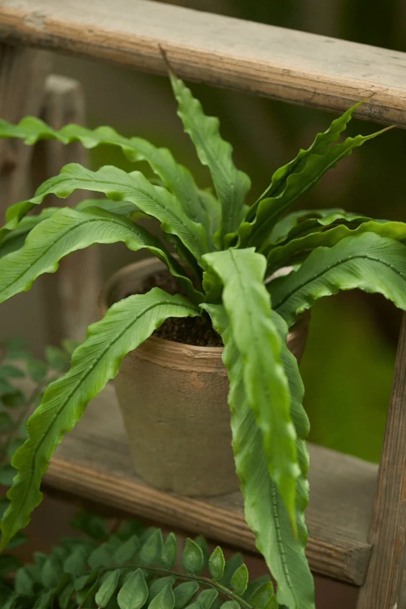 Farn Asplenium Kunstpflanze 30cm