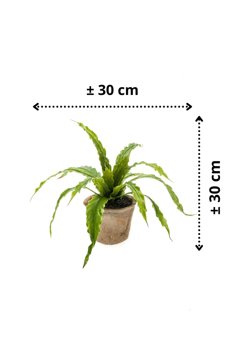 Farn Asplenium Kunstpflanze 30cm