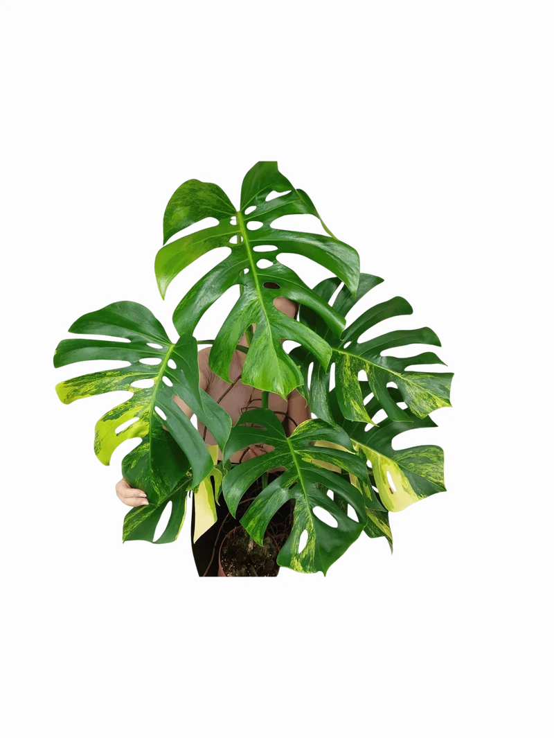 Monstera Aurea Adult