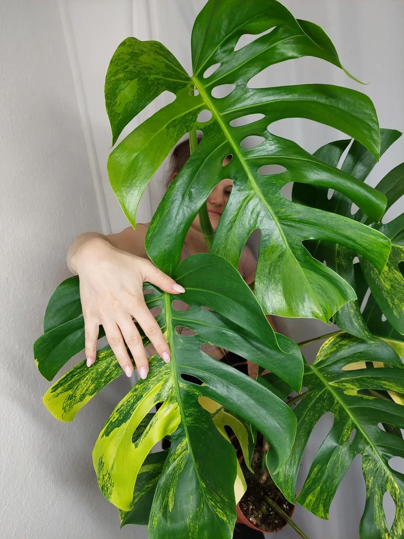 Monstera Aurea Adult