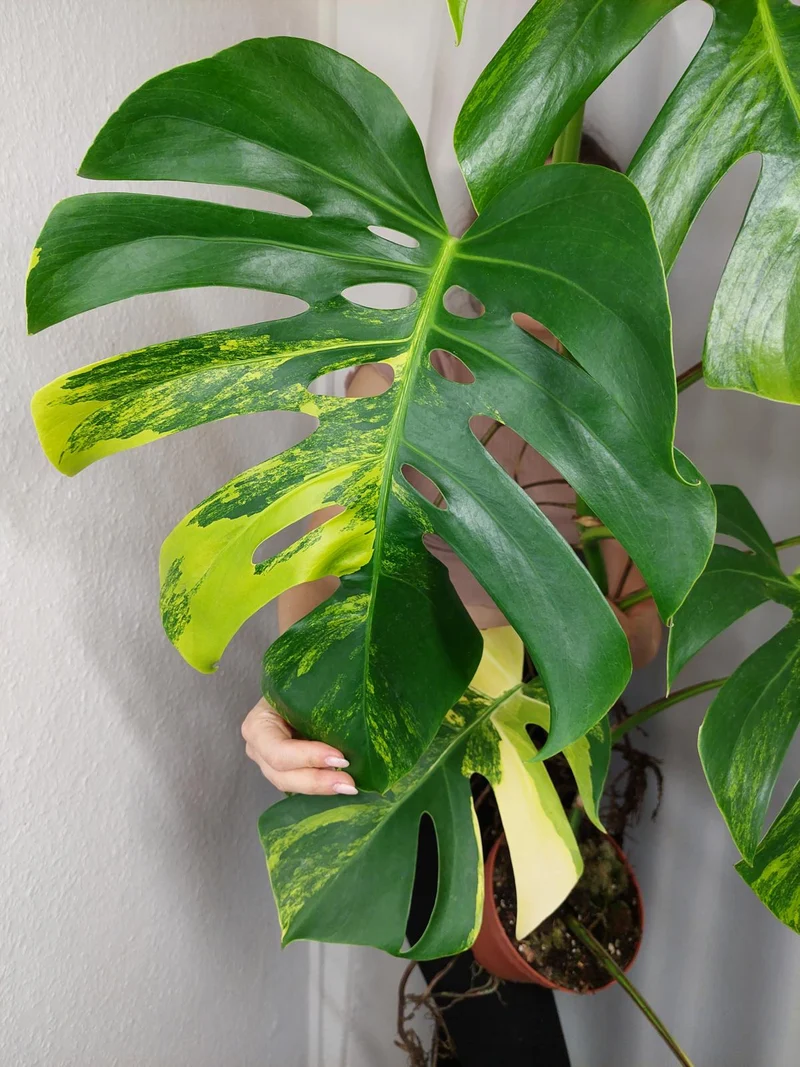 Monstera Aurea Adult