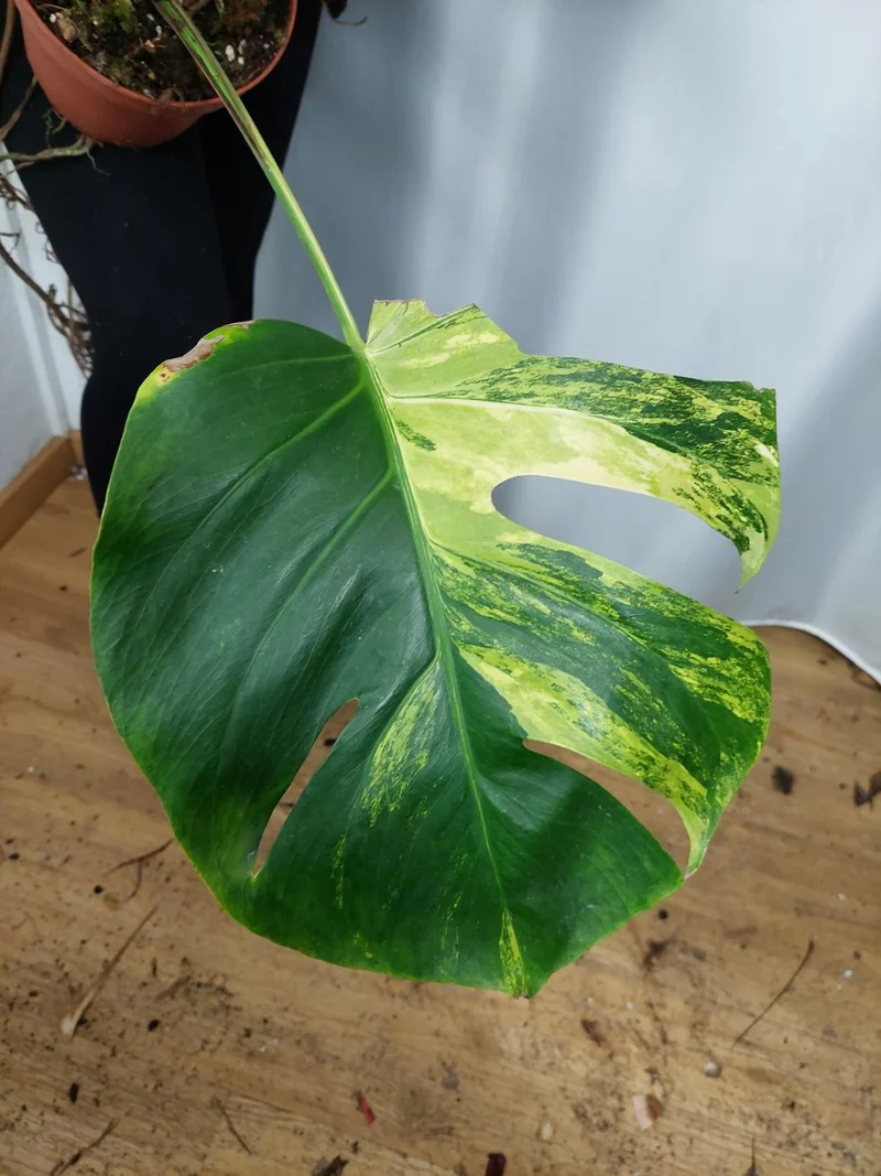 Monstera Aurea Adult
