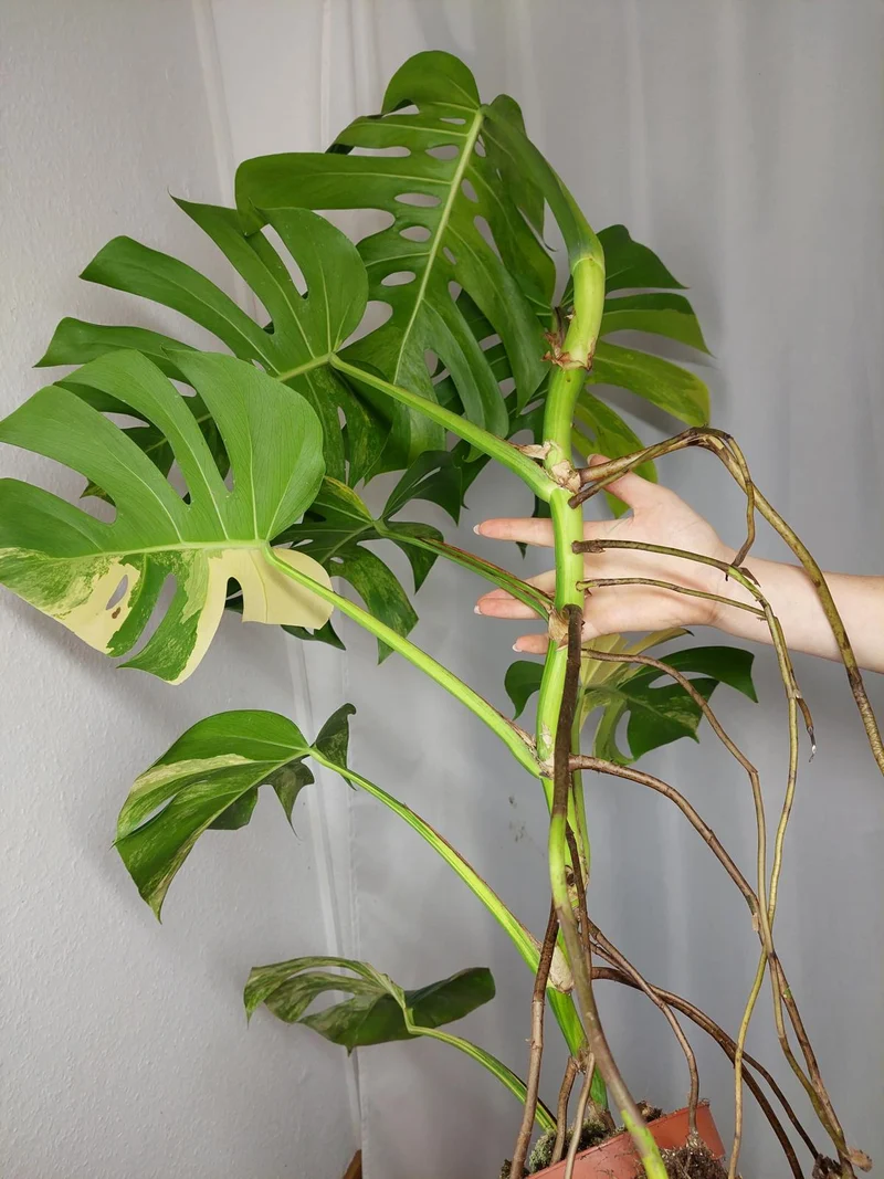 Monstera Aurea Adult