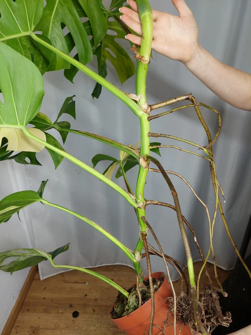 Monstera Aurea Adult