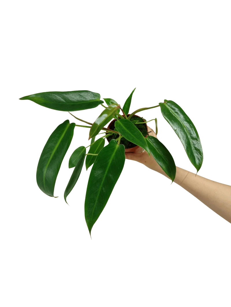 Philodendron Spiritus Sancti